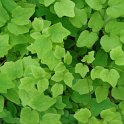 Vancouveria hexandra feuille